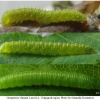 gon rhamni larva2 volg